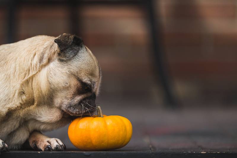 Halloween pun generator